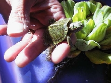 Closeup of baby