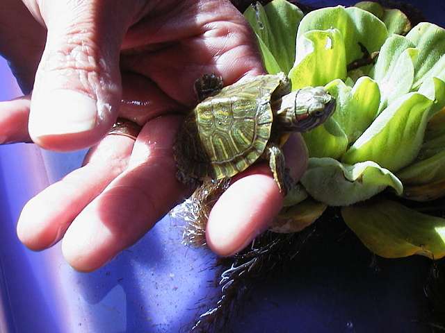 Closeup of baby