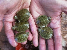 5 altogether