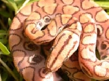 Female Holdback