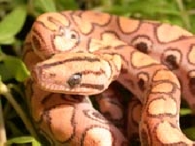 Female Holdback1