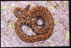 Orange Female