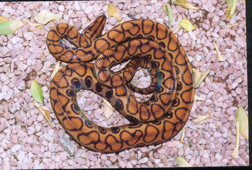 Orange Female