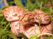 Holdback Male Hypo