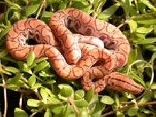 Holdback Male Hypo1