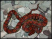 Hypo Het Female (East Bay)