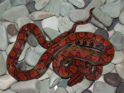 Hypo Het Female (East Bay)