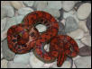 Hypo Het Female (East Bay)
