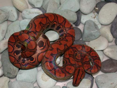 Hypo Het Female (East Bay)