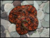 Het Hypo male (pic #2)