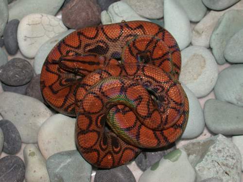 Het Hypo male (pic #2)