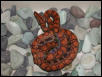 Hypo Het Male (East Bay)