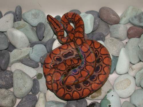 Hypo Het Male (East Bay)
