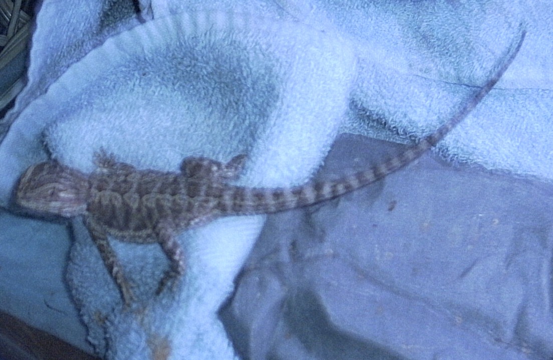 Golden Beardie