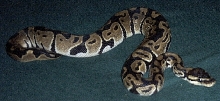 Delilah my het. Albino