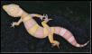 Rainwater Albino