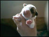 Bull 1 Day old