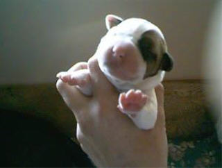 Bull 1 Day old