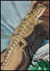 6 week Bearded dragon