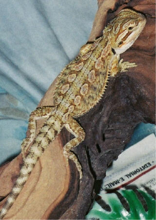 6 week Bearded dragon