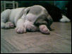 Bull 2