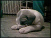 Bull 1