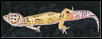 Jungle Leopard Gecko