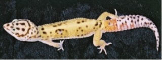 Jungle Leopard Gecko