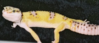Hypo Tangerine Leo