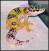 Hypo Tangerine 2