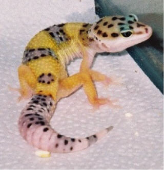 Hypo Tangerine 2