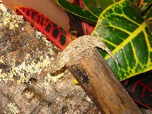 Bunsen again
