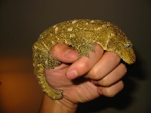 new adult male leachie
