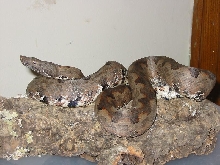 another candoia carinata paulsoni