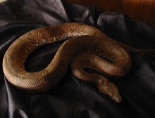 candoia carinata paulsoni