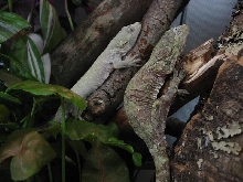 chahoua pair