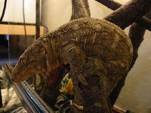 leachie male