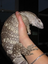 head and body