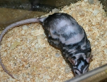patchwork rat