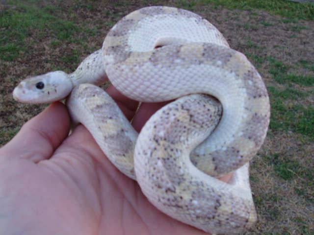 white-sided bull