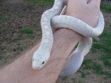 hypo-white sided bull