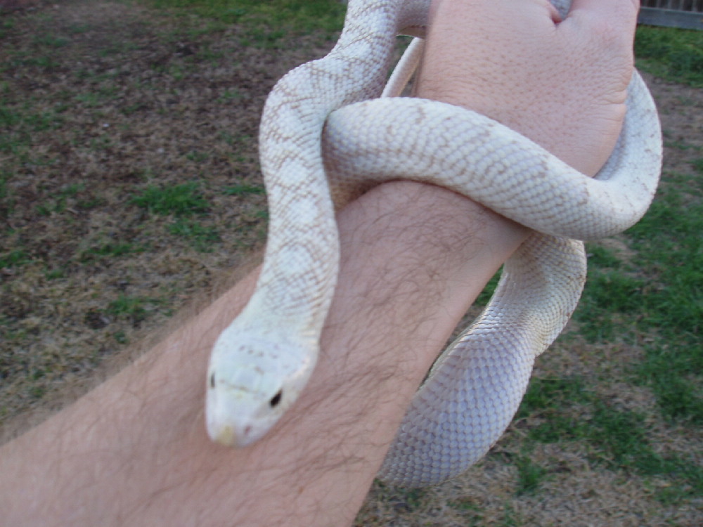hypo-white sided bull