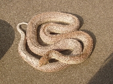 Patternless Pine female