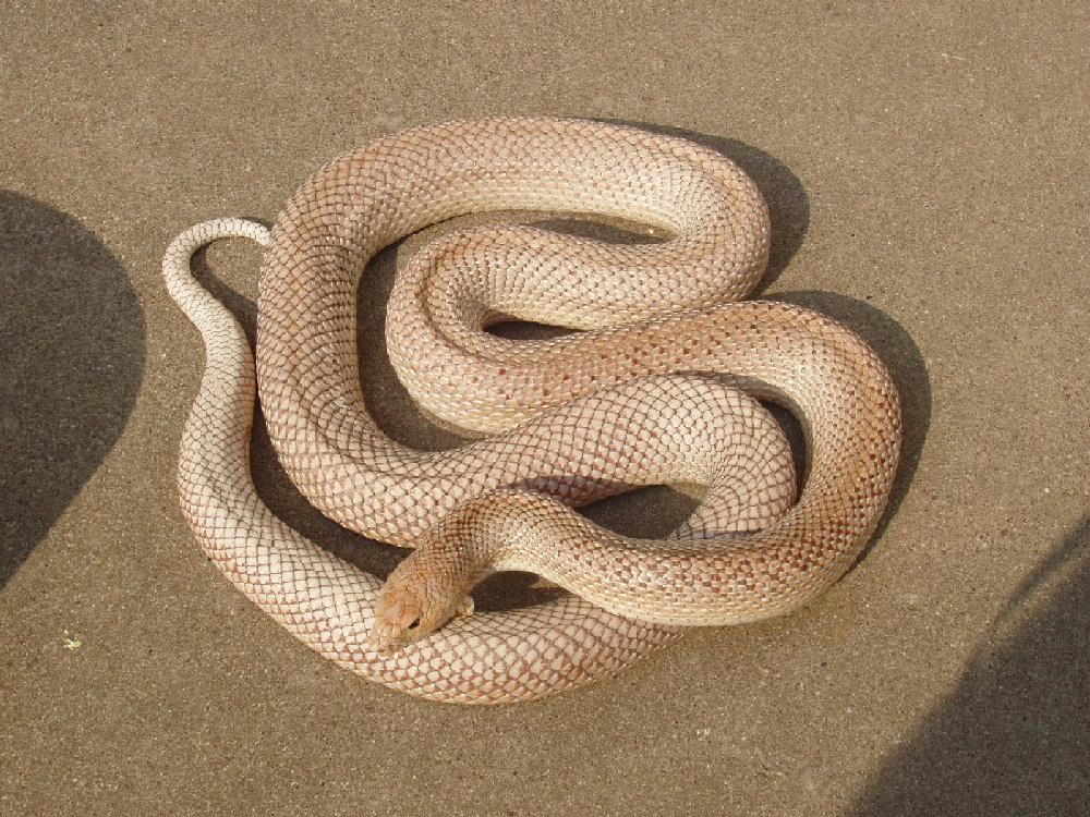 Patternless Pine female