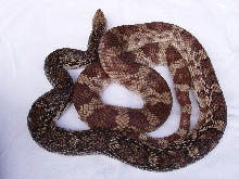 Female Southern Pine