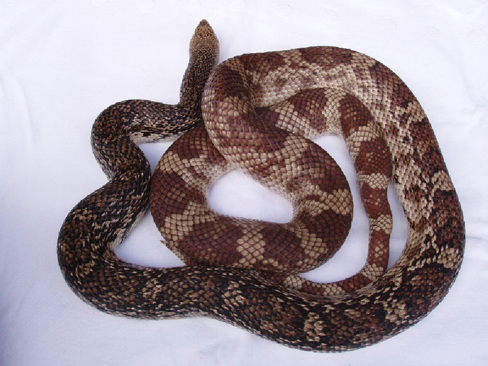 Female Southern Pine