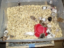 Tub-O-Mice