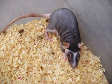 patchwork rat