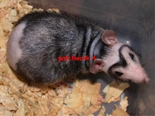 patchwork rat