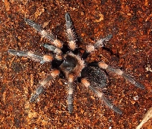Mexican Red Knee